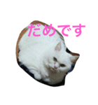 ちょっと太ったネコのスタンプです。（個別スタンプ：19）