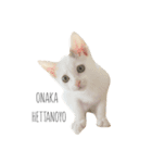 私の可愛い猫スタンプ（個別スタンプ：2）