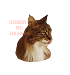 私の可愛い猫スタンプ（個別スタンプ：3）