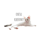 私の可愛い猫スタンプ（個別スタンプ：4）