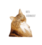 私の可愛い猫スタンプ（個別スタンプ：5）