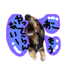 Mダックスフント（個別スタンプ：2）