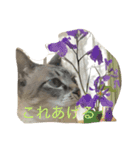 シャム猫の気持ち（個別スタンプ：9）