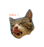 てんちょ（個別スタンプ：3）