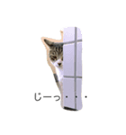 てんちょ（個別スタンプ：4）