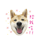 Chai dog MOMO（個別スタンプ：4）