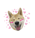 Chai dog MOMO（個別スタンプ：10）