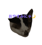 ココアオレオ（個別スタンプ：8）