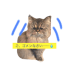 チンチラ猫のメイとソラ（個別スタンプ：10）
