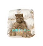 可愛いネコちゃん（個別スタンプ：1）