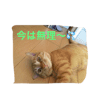 可愛いネコちゃん（個別スタンプ：3）