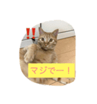 可愛いネコちゃん（個別スタンプ：4）