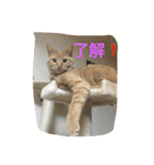 可愛いネコちゃん（個別スタンプ：6）