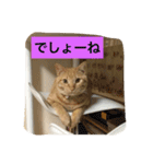可愛いネコちゃん（個別スタンプ：7）