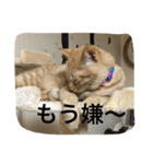 可愛いネコちゃん（個別スタンプ：9）