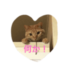可愛いネコちゃん（個別スタンプ：13）