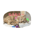 可愛いネコちゃん（個別スタンプ：14）