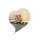 可愛いネコちゃん（個別スタンプ：16）