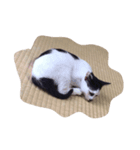 うちにきたねこ（個別スタンプ：1）
