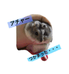うちの仲間達 日常用語（個別スタンプ：1）