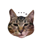 キジトラ猫のビス（個別スタンプ：4）