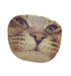 キジトラ猫のビス（個別スタンプ：6）