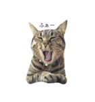 キジトラ猫のビス（個別スタンプ：12）