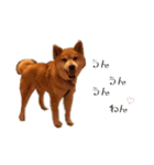 芝犬ごんのまいにちスタンプ（個別スタンプ：18）