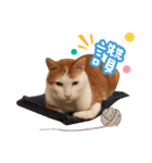 Henry life（個別スタンプ：2）