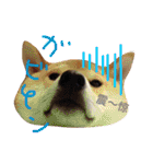 柴犬もみじin台湾2（個別スタンプ：1）