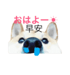 柴犬もみじin台湾2（個別スタンプ：20）