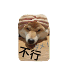 柴犬もみじin台湾2（個別スタンプ：22）
