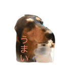 愛犬クッキーの生き様スタンプ（個別スタンプ：16）