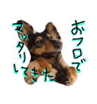 ミニチュアダックスフンド実写（個別スタンプ：1）