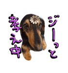 ミニチュアダックスフンド実写（個別スタンプ：4）
