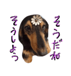 ミニチュアダックスフンド実写（個別スタンプ：5）