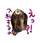 ミニチュアダックスフンド実写（個別スタンプ：7）