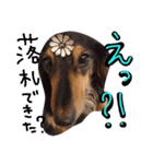ミニチュアダックスフンド実写（個別スタンプ：8）