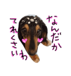 ミニチュアダックスフンド実写（個別スタンプ：20）