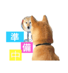 柴犬 こなつ（個別スタンプ：3）