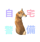 柴犬 こなつ（個別スタンプ：4）