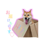 柴犬 こなつ（個別スタンプ：12）