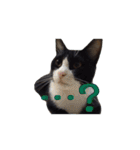 もふもふ黒猫と仲間たち（個別スタンプ：11）