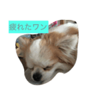 可愛いワン子（個別スタンプ：8）