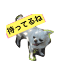 チワワ姉妹 ちくわ ＆ わさび（個別スタンプ：12）