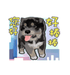 Xiao Chai dog 0329 ~2（個別スタンプ：13）