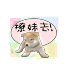 Xiao Chai dog 0329 ~2（個別スタンプ：29）