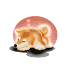 Xiao Chai dog 0329 ~2（個別スタンプ：39）