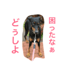 ふぅと愉快な仲間たち2（個別スタンプ：3）