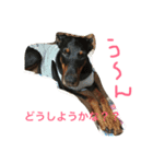 ふぅと愉快な仲間たち2（個別スタンプ：5）